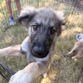 Denny -  Shepherd Dog for Adoption in Pilot Point, Texas - Denny | PetCurious