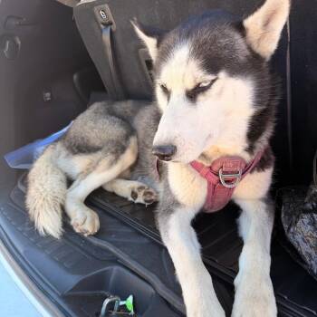 Sweet Boy -  Husky Dog for Adoption in Livingston, Texas - Sweet Boy | PetCurious