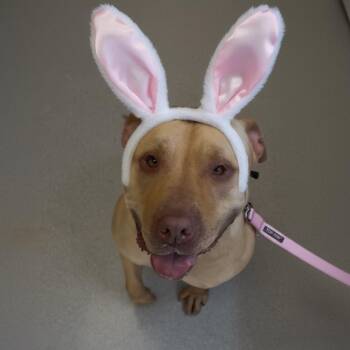 American Bully Dogs Available for Adoption - Hope | PetCurious