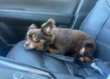 Baxter -  Chihuahua Dog for Adoption in Oakland, California - Baxter | PetCurious