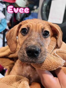 Evee -  Mixed Breed Dog for Adoption in Rock Hill, New York - Evee | PetCurious