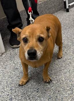 Blondie -  Dachshund and Mixed Breed Dog for Adoption in Burgaw, North Carolina - Blondie | PetCurious