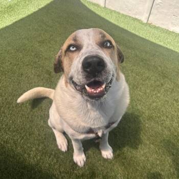 Kodiak 1031 -  Anatolian Shepherd and Mixed Breed Dog for Adoption in Loxahatchee Groves, Florida - Kodiak 1031 | PetCurious