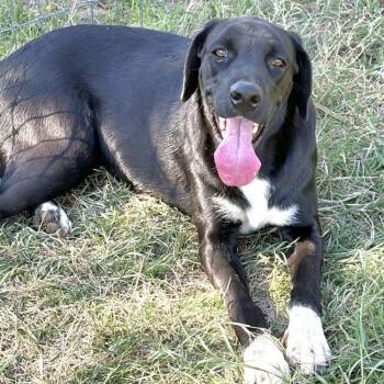 Lillie -  Border Collie Dog for Adoption - Lillie | PetCurious