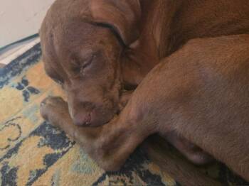 Von -  Mixed Breed Dog for Adoption in Sharpsburg, Georgia - Von | PetCurious