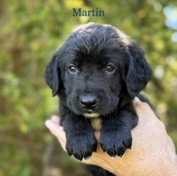 Martin -  Chocolate Labrador Retriever Dog for Adoption in Iron Ridge, Wisconsin - Martin | PetCurious