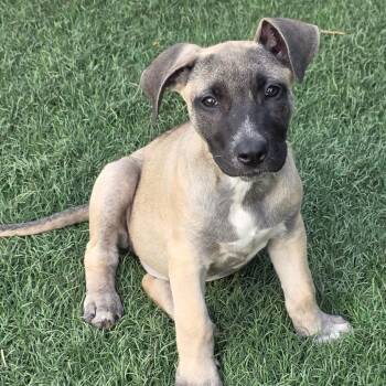 Rescue Belgian Shepherd Malinois and Mixed Breed Dogs for Adoption in Austin, Texas - Espen DD | PetCurious