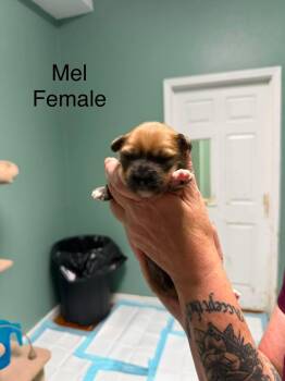 Mel -  Corgi Dog for Adoption in Elkton, Maryland - Mel | PetCurious
