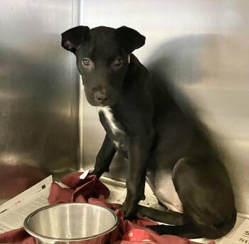 Mora -  Mixed Breed Dog for Adoption in Parma, Ohio - Mora | PetCurious