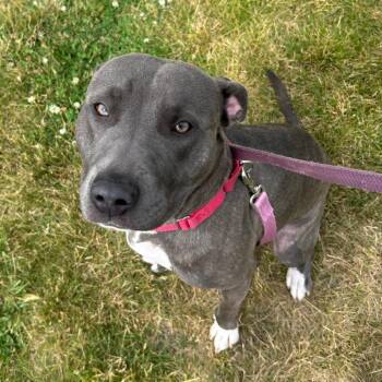 Amora -  Pit Bull Terrier and Mixed Breed Dog for Adoption in Champaign, Illinois - Amora | PetCurious