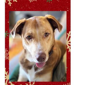 Collie Dogs Available for Adoption - Sienna A+ | PetCurious