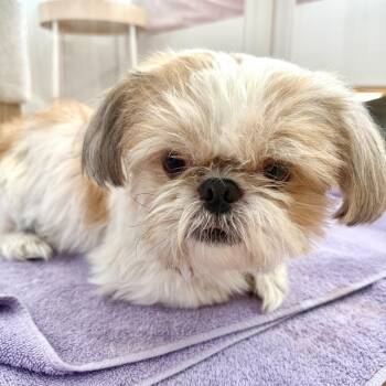Seesaw -  Shih Tzu Dog for Adoption in New York, New York - Seesaw | PetCurious