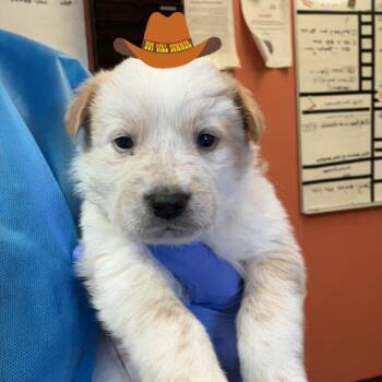 Mixed Breed Dogs Available for Adoption in Flagstaff, Arizona - Stetson | PetCurious