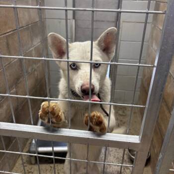 Teddy -  Husky Dog for Adoption in Brookfield, Missouri - Teddy | PetCurious
