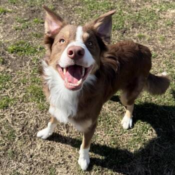 Border Collie Dogs Available for Adoption in Medford Lakes, New Jersey - Buzz | PetCurious