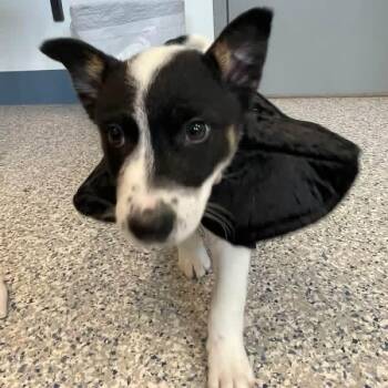 Gus -  Border Collie Dog for Adoption in Prineville, Oregon - Gus | PetCurious