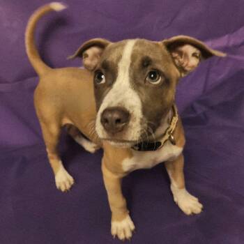 Rescue Boxer and Retriever Dogs for Adoption in North Myrtle Beach, South Carolina - Spice | PetCurious