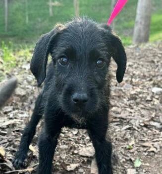 Mixed Breed Dogs Available for Adoption - Rob (p) | PetCurious