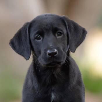 Huckleberry Finn Pup - Joanna -  Labrador Retriever Dog for Adoption in San Diego, California - Huckleberry Finn Pup - Joanna | PetCurious
