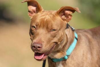 Winston -  Pit Bull Terrier Dog for Adoption in Santa Paula, California - Winston | PetCurious