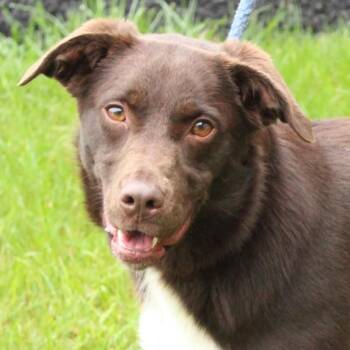 Indie -  Chocolate Labrador Retriever Dog for Adoption in Eaton, Ohio - Indie | PetCurious
