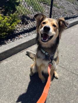 Haze AKA Bodhi -  Australian Cattle Dog Blue Heeler Dog for Adoption in Brookings, Oregon - Haze AKA Bodhi | PetCurious