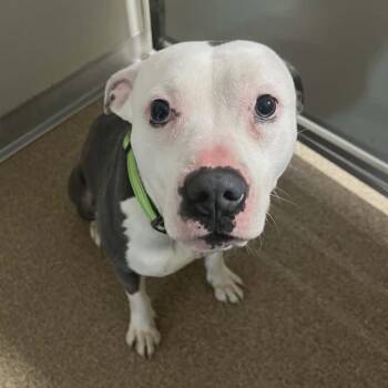 Terrier and Akbash Dogs Available for Adoption in Ballston Spa, New York - Princess | PetCurious