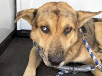 Onion - URGENT - 24-HOUR NOTICE -  Shepherd Dog for Adoption in Thousand Oaks, California - Onion - URGENT - 24-HOUR NOTICE | PetCurious
