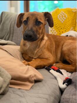 Billie -  Mixed Breed Dog for Adoption in Salisbury, Maryland - Billie | PetCurious