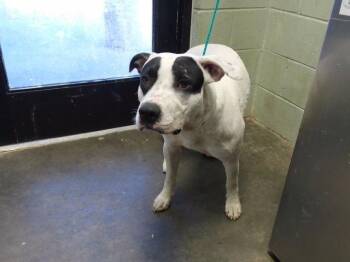 A184213 -  Labrador Retriever and Mixed Breed Dog for Adoption in Tulsa, Oklahoma - A184213 | PetCurious