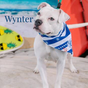 Winter -  Mixed Breed Dog for Adoption in Philadelphia, Pennsylvania - Winter | PetCurious
