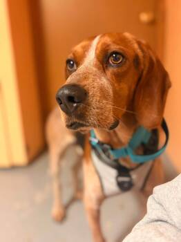 Percy -  Bluetick Coonhound and Beagle Dog for Adoption in Woodstock, Ontario - Percy | PetCurious