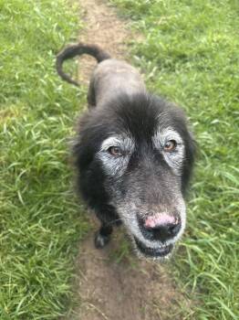 Shelby -  Mixed Breed Dog for Adoption in Mount Pleasant, South Carolina - Shelby | PetCurious