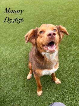 Mixed Breed Dogs Available for Adoption in Clarksville, Tennessee - Manny | PetCurious
