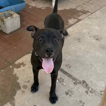 Rescue American Staffordshire Terrier Dogs for Adoption in Spring, Texas - BeeBee | PetCurious