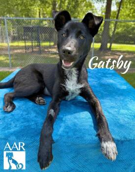 Gatsby -  Australian Kelpie and Flat Coated Retriever Dog for Adoption in Magnolia, Texas - Gatsby | PetCurious