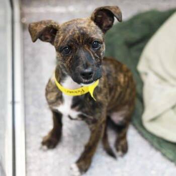 Raven -  Chihuahua and Mixed Breed Dog for Adoption in Atlanta, Georgia - Raven | PetCurious