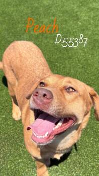Peach -  Mixed Breed Dog Available for Adoption in Clarksville, Tennessee - Peach | PetCurious