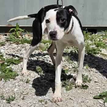 Uno -  Mixed Breed Dog Available for Adoption in Oak Brook, Illinois - Uno | PetCurious