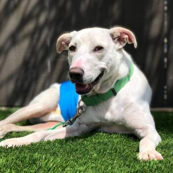 Coco -  Terrier Dog for Adoption in San Diego, California - Coco | PetCurious