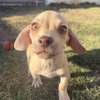 Baked Ziti -  Chihuahua Dog for Adoption in Los Angeles, California - Baked Ziti | PetCurious