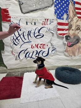 Chip -  Chihuahua Dog for Adoption - Chip | PetCurious