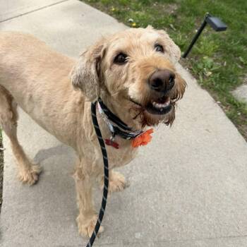Labradoodle Dogs Available for Adoption in Shawnee, Kansas - Maybel | PetCurious