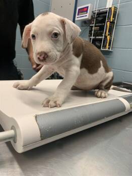 Pit Bull Terrier and Mixed Breed Dogs Available for Adoption in Corpus Christi, Texas - ALPHA | PetCurious