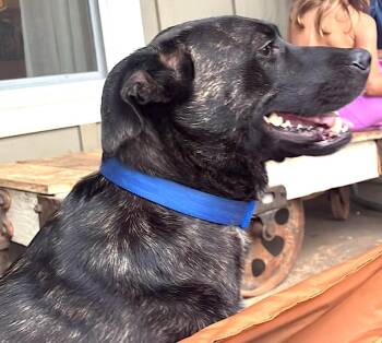 Mara -  Labrador Retriever and Plott Hound Dog for Adoption in Mount Airy, North Carolina - Mara | PetCurious