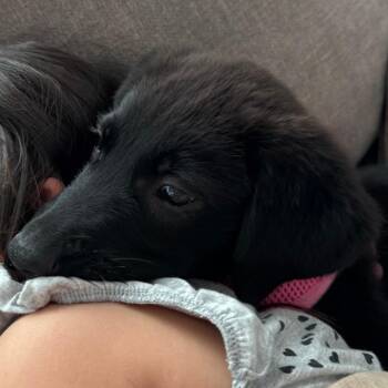 Scarlett Rose -  Labrador Retriever Dog for Adoption in Raleigh, North Carolina - Scarlett Rose | PetCurious