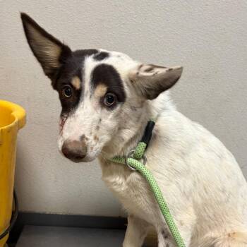 Alma -  Husky and Mixed Breed Dog for Adoption in Yuma, Arizona - Alma | PetCurious