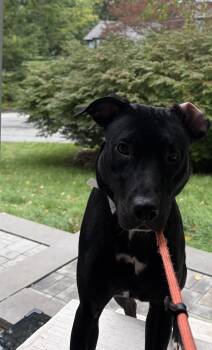Velveteen -  Pit Bull Terrier and Labrador Retriever Dog for Adoption - Velveteen | PetCurious