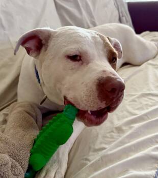 Rescue American Staffordshire Terrier Dogs for Adoption in Huntington, New York - Reese | PetCurious