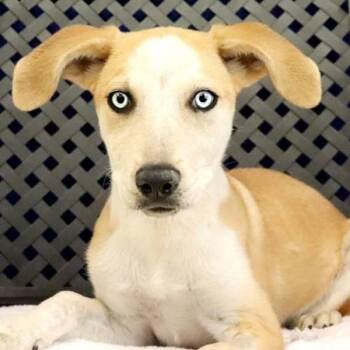 Clover -  Australian Cattle Dog Blue Heeler and Labrador Retriever Dog for Adoption in Fort Davis, Texas - Clover | PetCurious